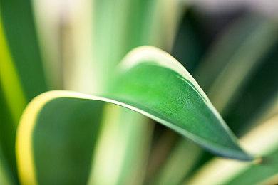 《农夫王朝2》宣布与STIHL合作 将产品加入到游戏中